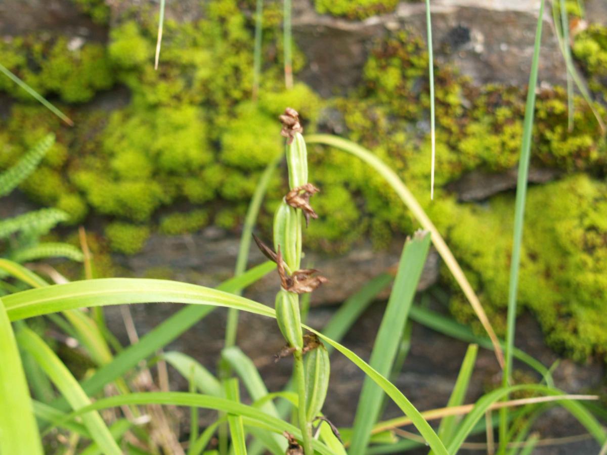 Orchid, Bee fruit